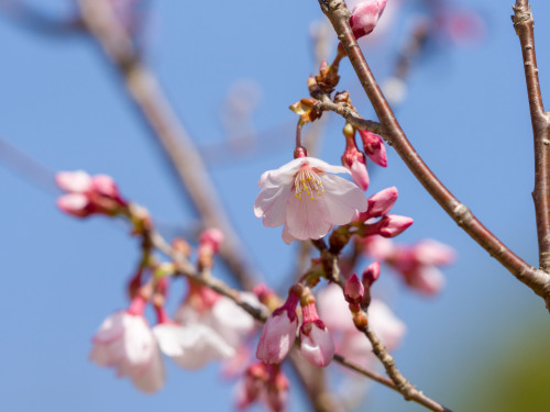 ヒガンザクラ2020/3/21撮影E-M1 Mk2,150mm,F4.0,ISO200,1/2500sec