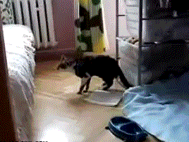 gifss-heaveen:  Crazy Cute Win Funny Fail Gifs! !