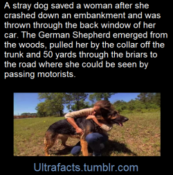 ambris-art:  ultrafacts:  Video:[x] Source Follow Ultrafacts for more facts  Dogs are too good for us humans. 