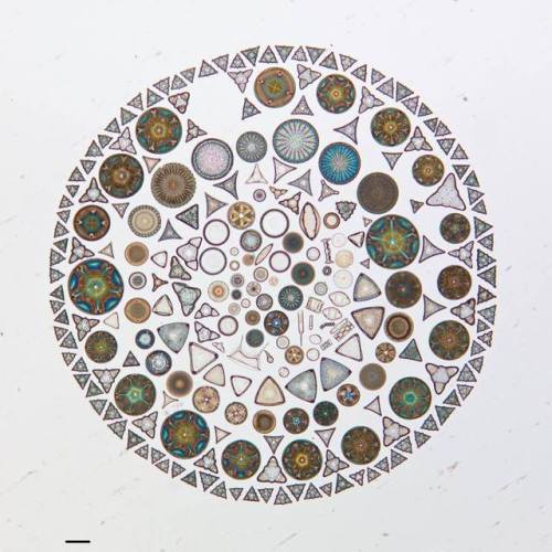 Artistic diatomsThis microscope image contains dozens of diatoms, collected in Russia and arranged o