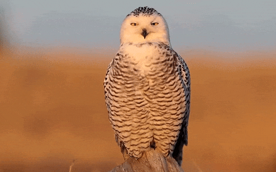 Full video: Snowy Owl Invasion by Cornell Lab, captured by Gerrit Vyn