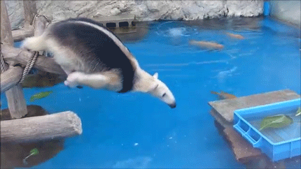 sizvideos:Anteater struggles to steal food from ducks (video)