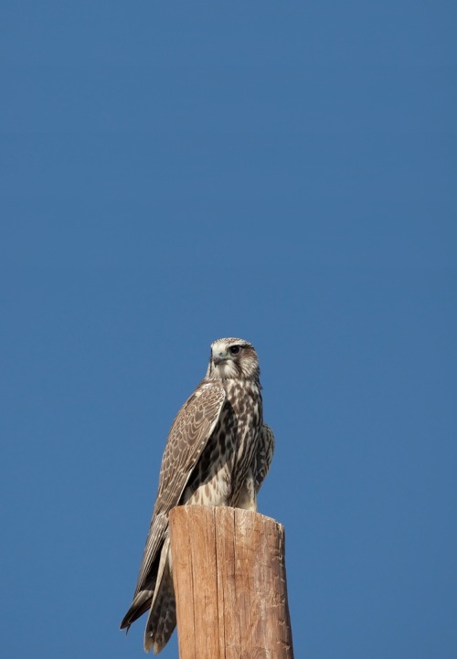 peregrineinastoop:  Saker Falcon by Sergey Pisarevskiy