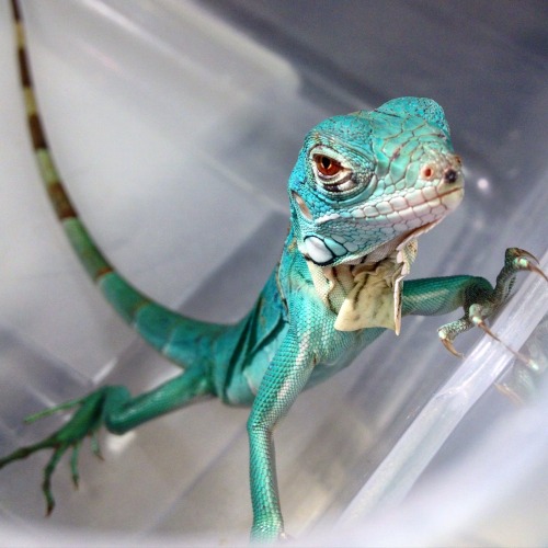 andthentherewasarat: Prettiest blue iguana I’ve ever seen