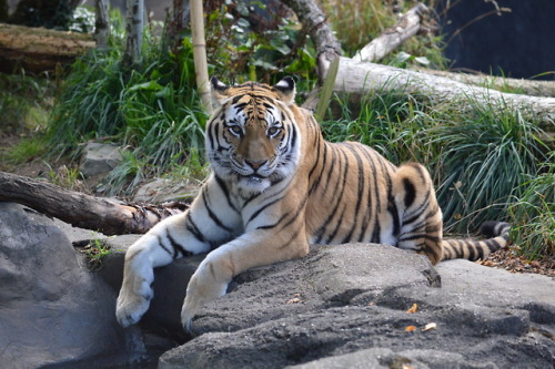 gamingphotographer:Oregon Zoo tiger 