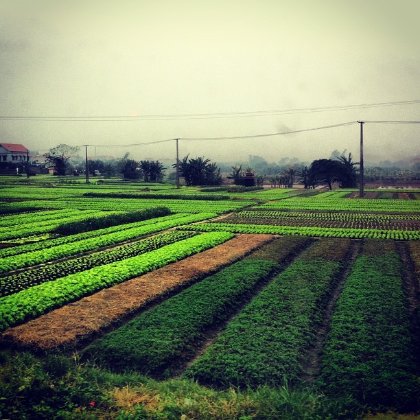 plywoodpop:  #vietnam during our crazy bus drive to Halong bay (at Hong Ngoc Fine