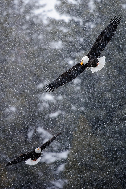 de-preciated:
“Best of Yellowstone, Day 2: Bald Eagles Waiting Their Turn by howardignatius on Flickr.
”