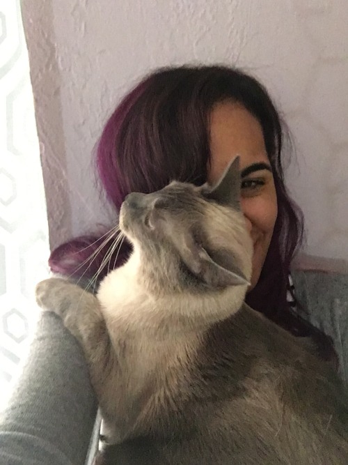 furpiedoesntsell: Here’s a series of Mimieux interrupting my selfies with face hugs @mostlycat