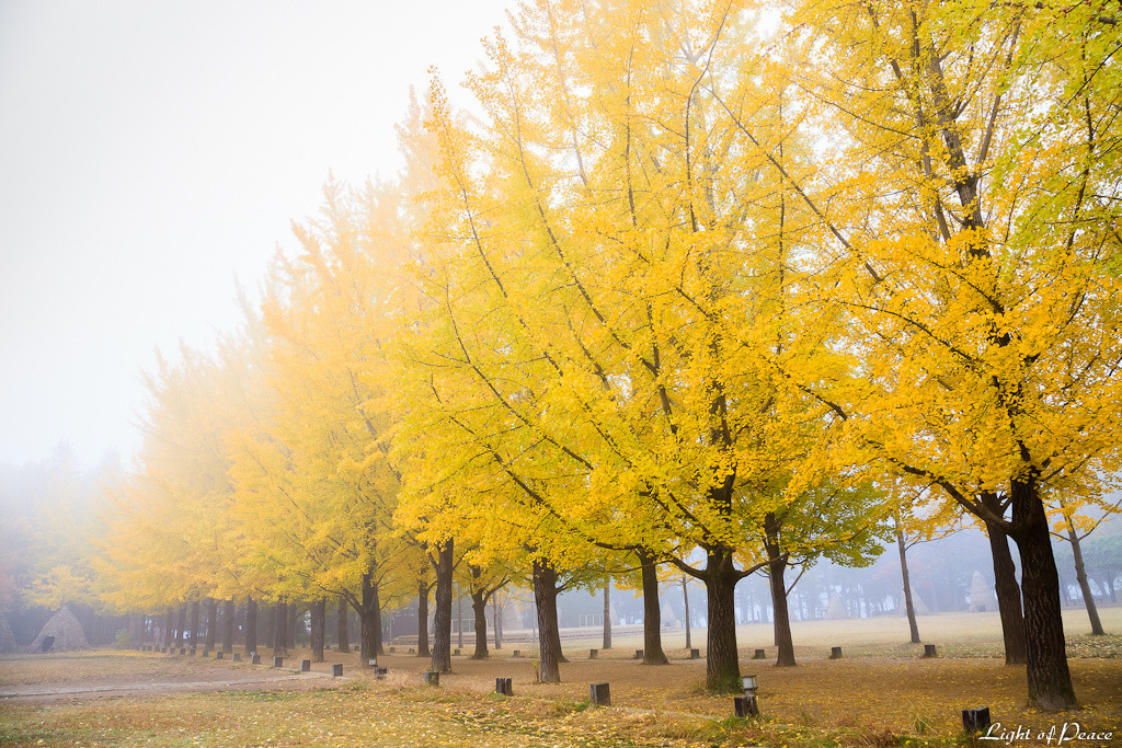 woodendreams:  (by Light of Peace)