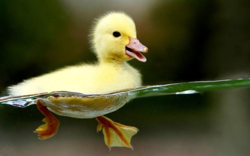 fuckyeahbabyanimals:Swim it up little duck.