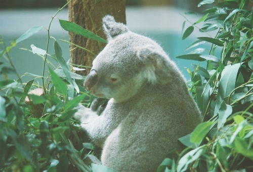 先日訪れた動物園のコアラさんが亡くなった。 どの子だか分からないけど、こんな風にファインダー越しでずっと見つめてたせいか、凄く寂しくなった。 他の若い子達が屋外の木にしがみついているなか、この子だけ広