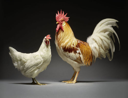 owlphallacies:themisspicasso:awesome-picz:Chicken Couple Photographs Show The Diversity Of Love. mer