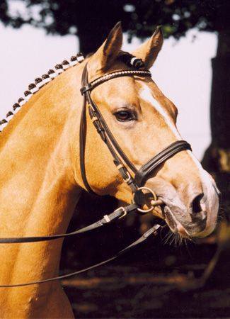 FS Champion de LuxeFS Cocky Dundee x SFS Golden FleurGerman Riding Pony, Stallion14.1hhBorn 1998