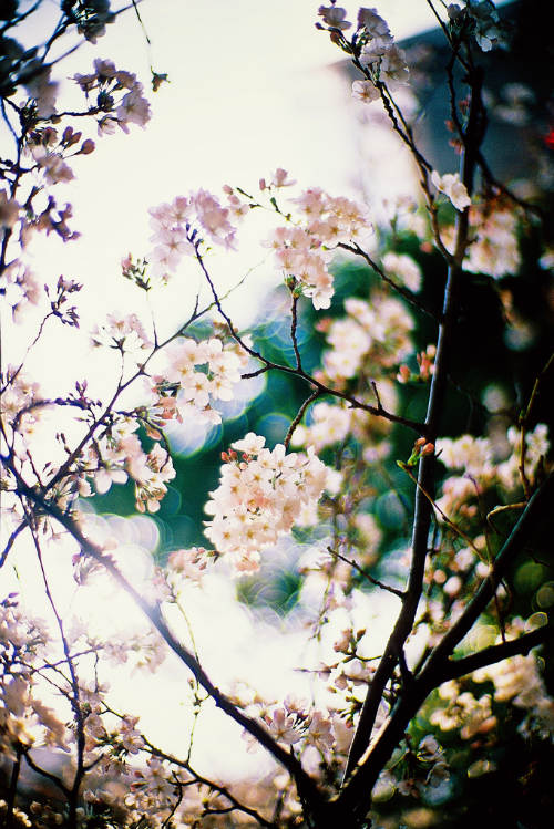 these-aubergine-dreams