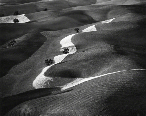 casadabiqueira: Eight Trees On A Hill, Paso Robles, California William Garnett, 1979