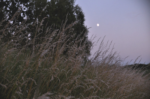 balletmuse:dusk