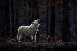 wolfalphawolf