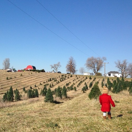 instagram:  Hunting for the Perfect Christmas Tree    Want to see photos and videos of amazing Christmas trees from around the world? Be sure to visit the Parque Lagoa Rodrigo de Freitas, Trafalgar Square, Vilnius,  Hansaplatz and 30 Rockefeller Plaza
