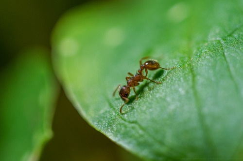 Little AntMacro Practice 1