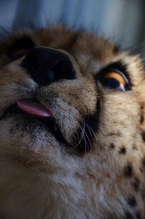 dailyblep:  Wide-eyed cheetah blep