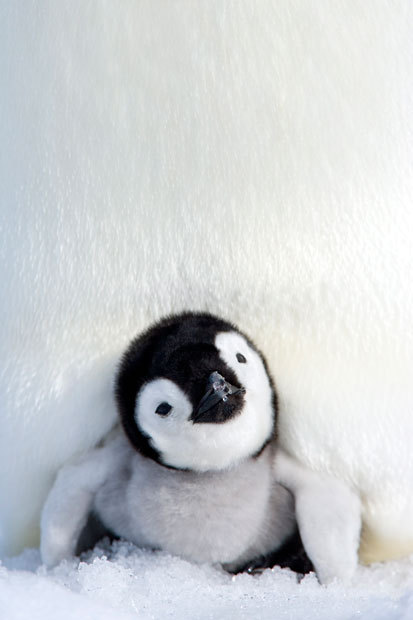 llbwwb:  Hi People, Todays Cuteness :) by Robert Harding. 