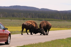 naturepunk:  Yellowstone Traffic Jam: Bison