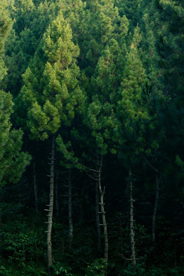 wolftramp:  Vintage Blog ☼ Have a great idea for a t-shirt? Want your creativity