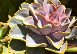 cactiheart:graptoveria_6408 // rosasay