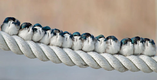 awesome-picz:Pics Of Birds Cuddling Together For Warmth Will Melt Your Heart