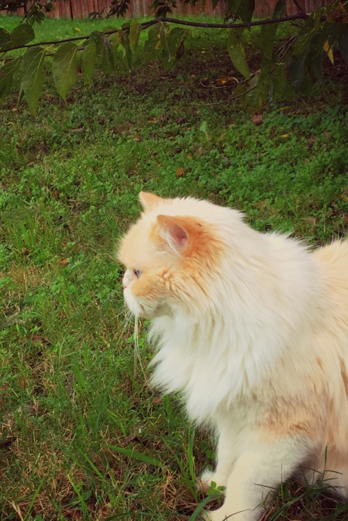 princesstigerbelle: braceyourself-marchingband: My cat is an ethereal fairy cat!  @mostlycatsmo
