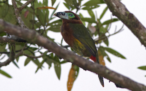 avianawareness:Spot-billed Toucanet, female (Selenidera maculirostris) (by Ardeola)