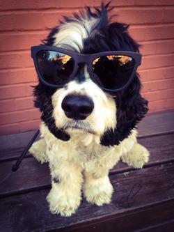 woodythedog:  Shades. 