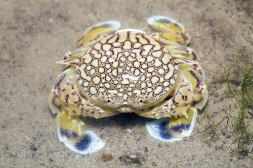 realmonstrosities: Moon Crabs have great, big paddles on the end of each of their thick, rather
