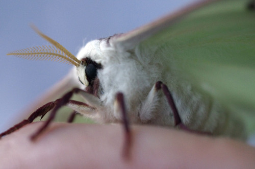 kittendrumstick: A few more, including some close-ups! And more photos of that pretty male moth.