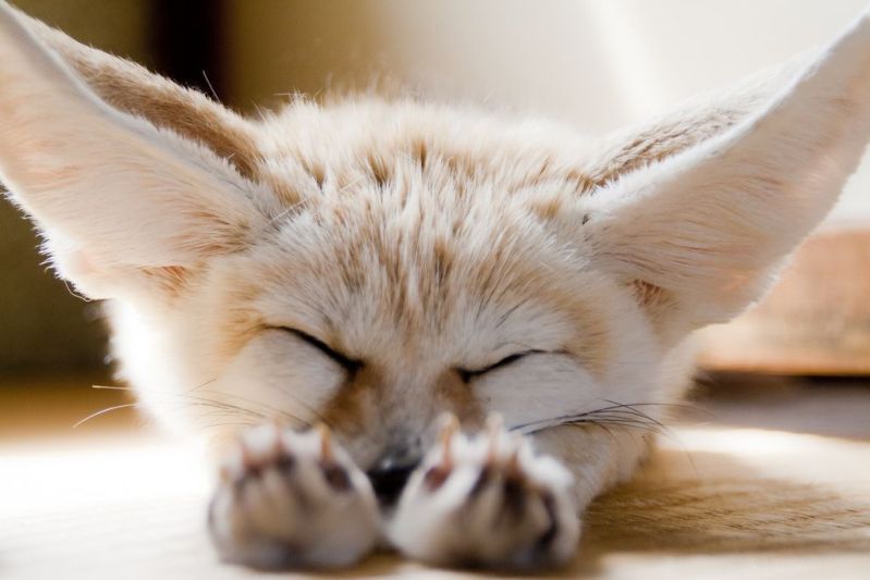 milkywaywhite:  Sleeping Beauties When animals are asleep, they are at their most