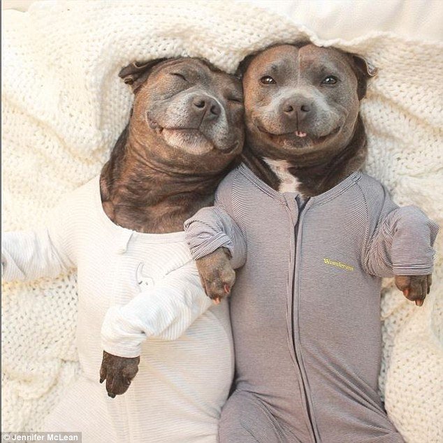 daji-ruhu:  isspeirlingme:  elgugol:  Pitbulls in jammies  @daji-ruhu oh my god?