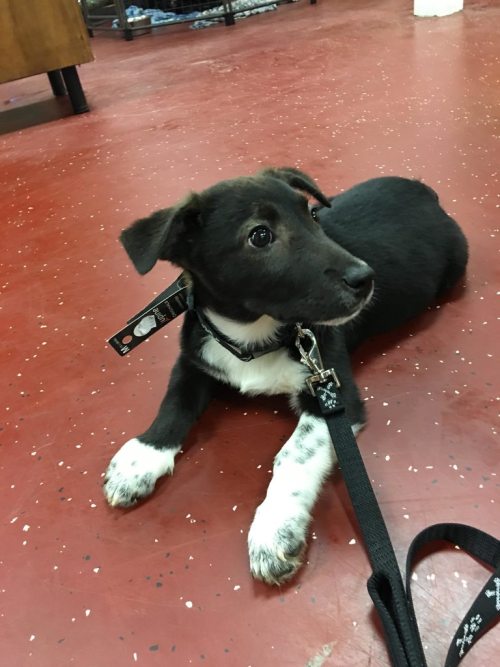 awwcutepets:New Adopted Dog