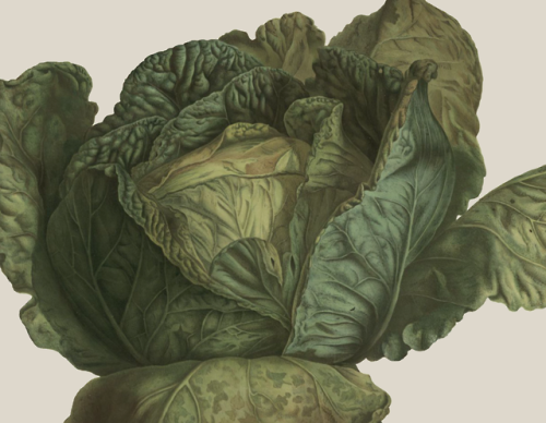Cabbage. Album Vilmorin : Fleurs rustiques, annuelles et vivaces, légumes et plantes fourragères, pe