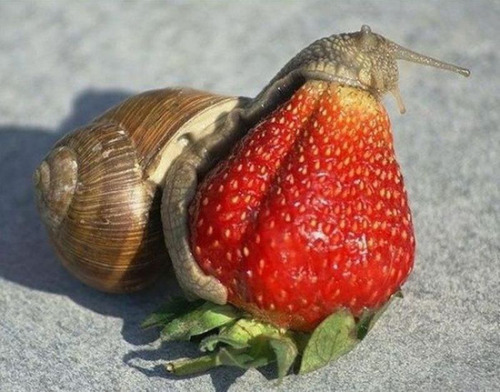 earthdad:a cute snail eating a strawberryu just take ur time there lil buddy