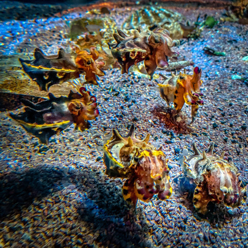 montereybayaquarium:One flamboyant cuttlefish ring to rule them all