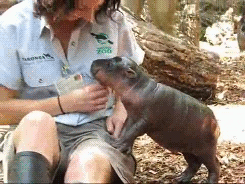 thefrogman:  [video] [h/t: babyanimal-gifs] 