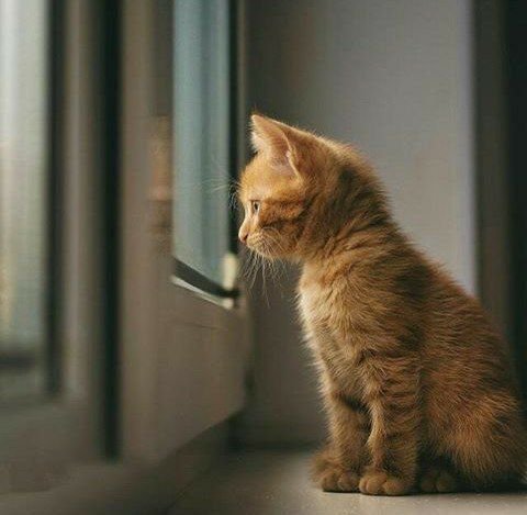 chubbycattumbling:  Cute yeah