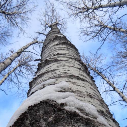 Here’s to another year of adventures! #waskesiu #princealbertnationalpark #saskatchewan #trees