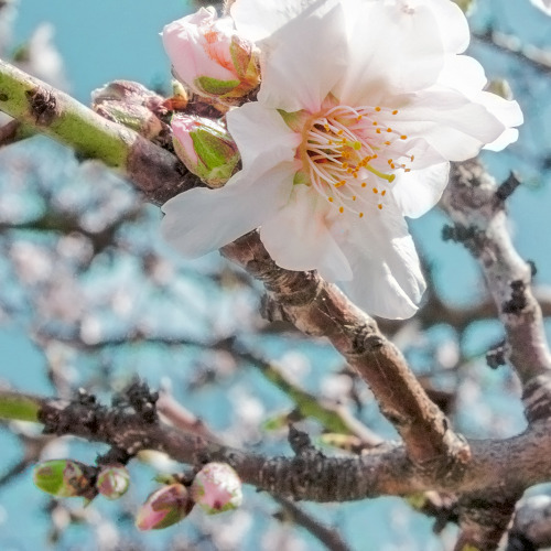 Spring blossom, Greece