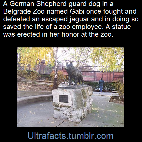 ultrafacts:  In the 1980s an eight-year-old German Shepherd, Gabi, was adopted by