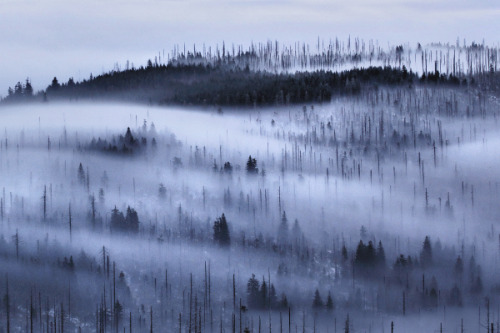 Porn lvndcity:  CLOUD FOREST by Kilian Schönberger (2013) photos