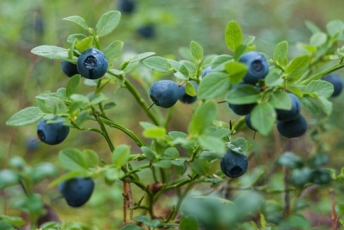 llovinghome:Wild blueberry