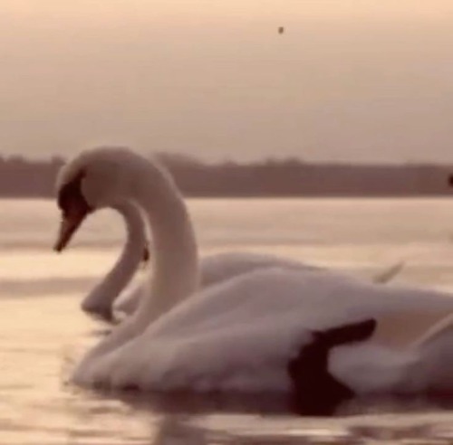 "Our Honeymoon"