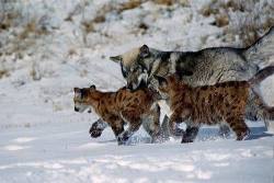 wolveswolves:    An unlikely group of a wolfdog(?)