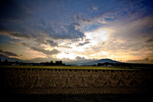 2010 Rice Harvest has Begun